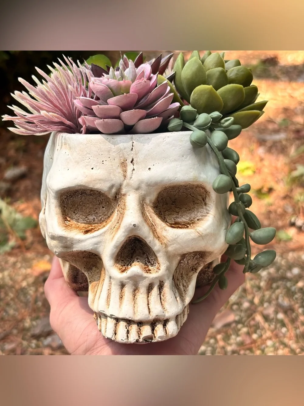 Gothic Skull Planter w/ Faux Succulents